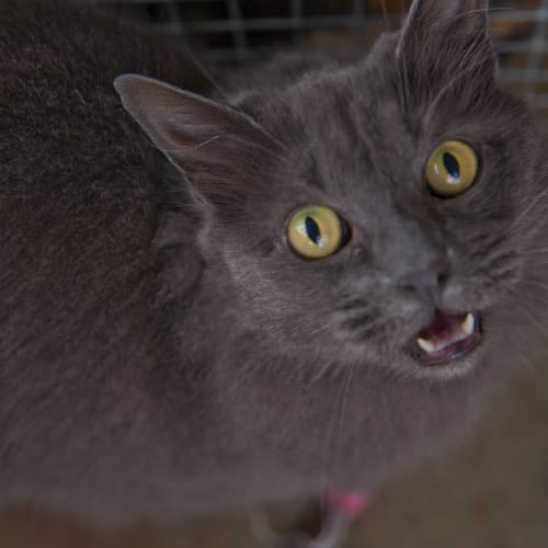 No photo for Ollie Id12821