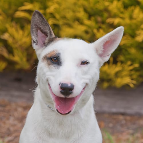 No photo for Trixie Id13373