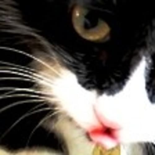 No photo for Tuxedo Junior