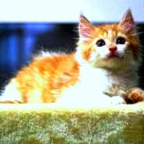 No photo for Ginger