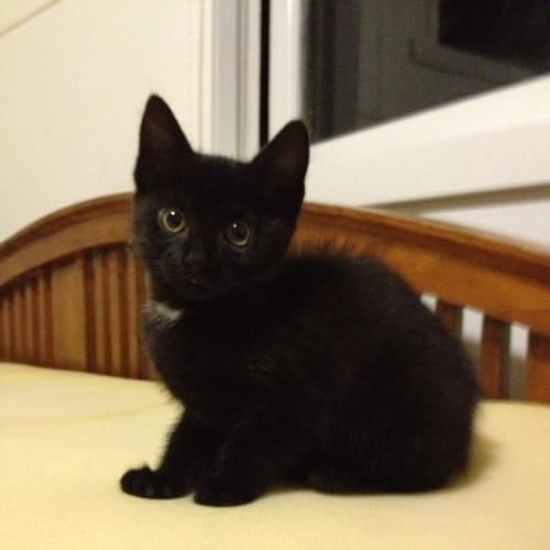 No photo for Black Bean