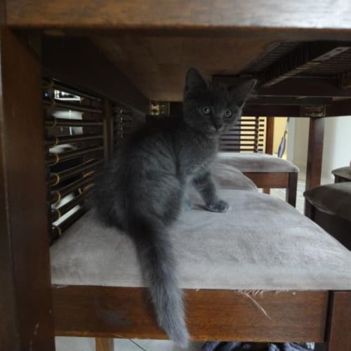 No photo for Bluey