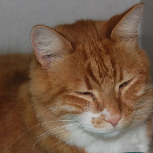 No photo for Ducca