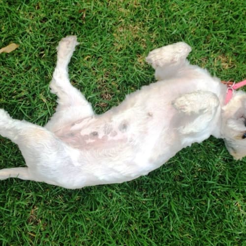 No photo for Precious Lola
