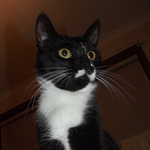 No photo for Rosie