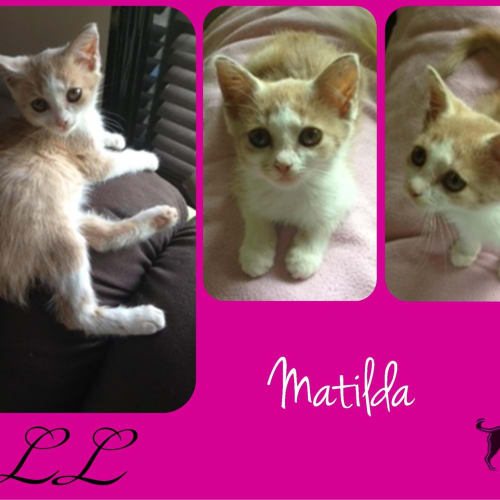 No photo for Matilda