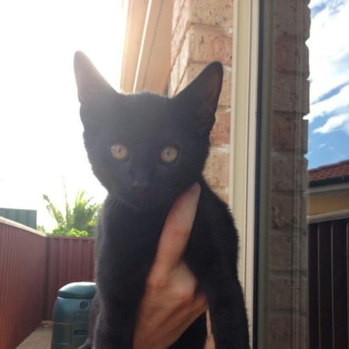 No photo for Aladdin*On Trial With His New Family*