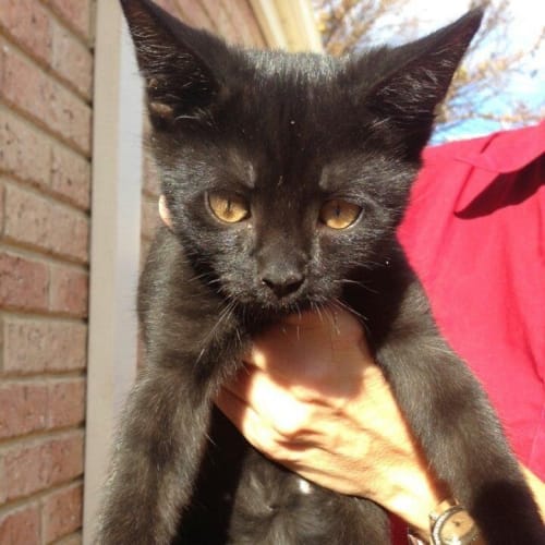 No photo for Alexandra*On Trial With My New Family*