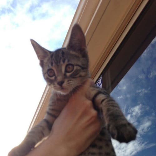 No photo for Anuska *On Trial With My New Family*