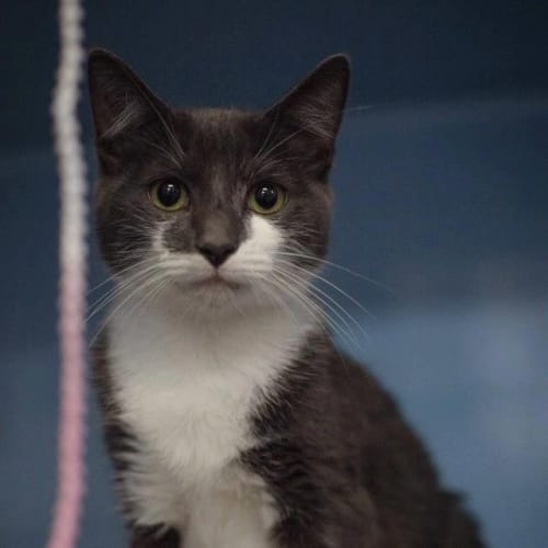 No photo for Pound Cats | Connor