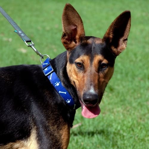 No photo for Lucky (New South Wales)