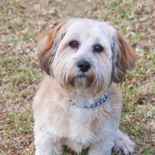 No photo for Benji Id14388