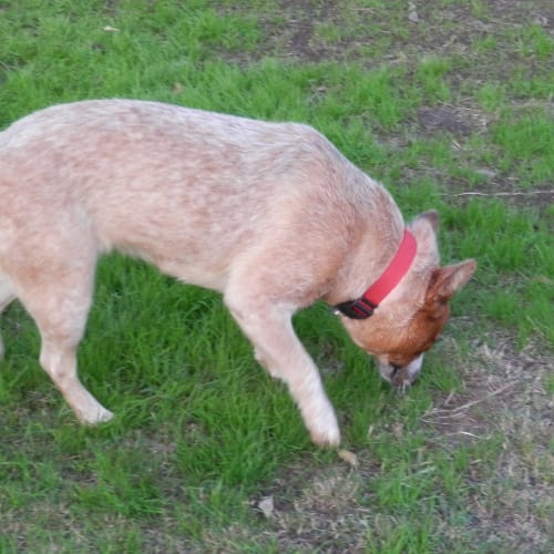 No photo for Rusty 