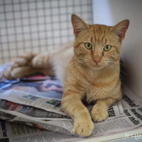 No photo for Rowan   Plan Rescue Tamworth Nsw