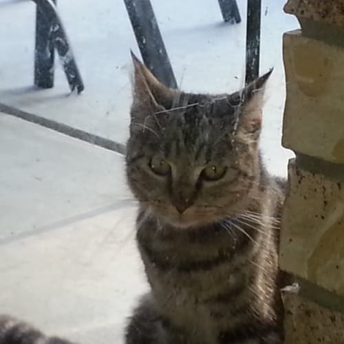 No photo for Professor Mcgonagall