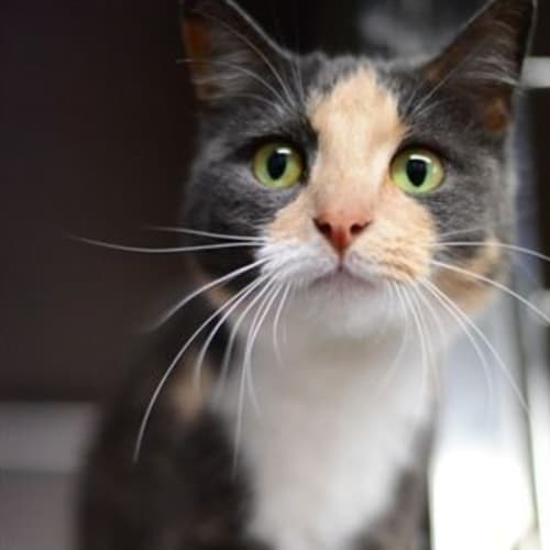 No photo for Polly