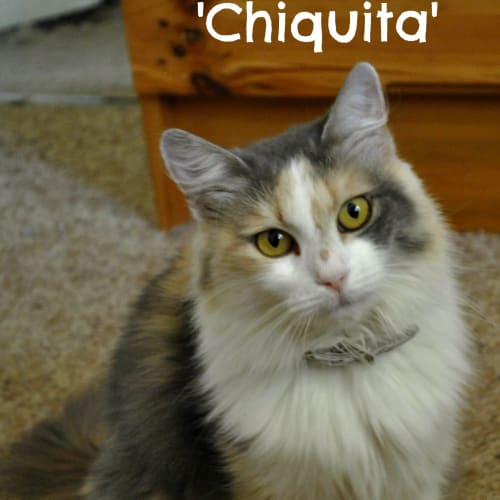 No photo for Chiquita*On Trial With My New Family*