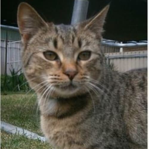 Bono - N.O.W $60 to Adopt!