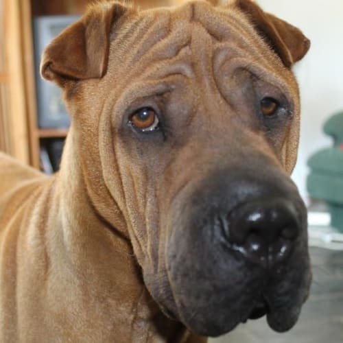 No photo for Lovely Louis Rehomed
