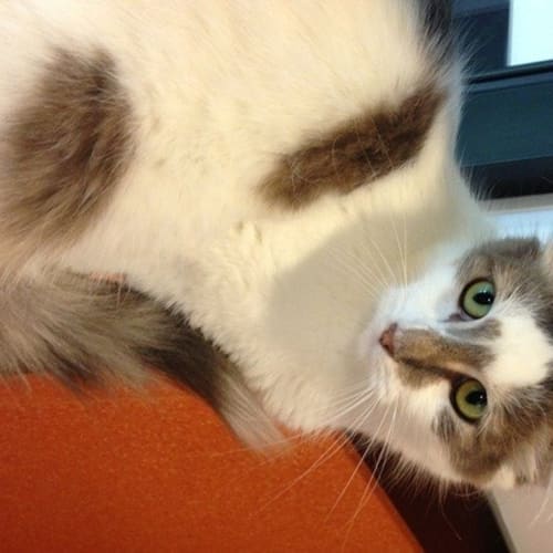 No photo for Mouse