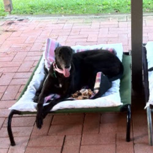 Bob ( To be Rehomed with Harni)