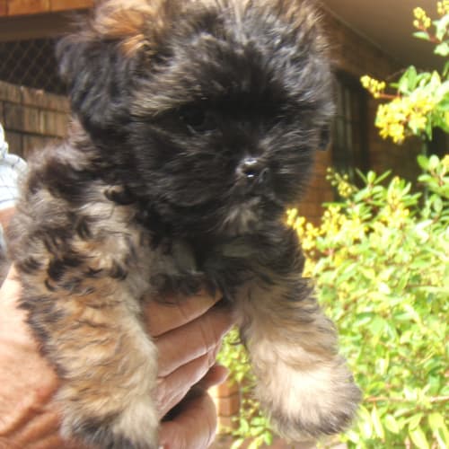 No photo for Teddy