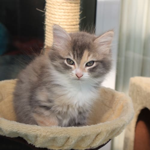 No photo for Claudia * Adoption Pending*