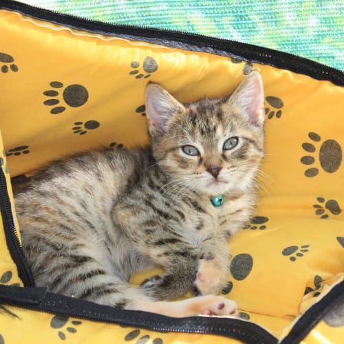 No photo for Bianca *Adoption Pending*
