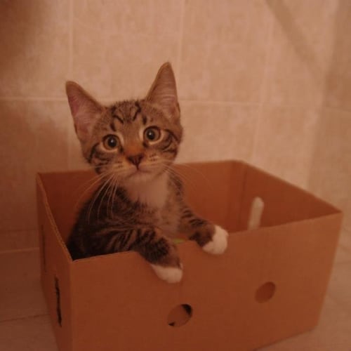 No photo for Pound Cats | Beren