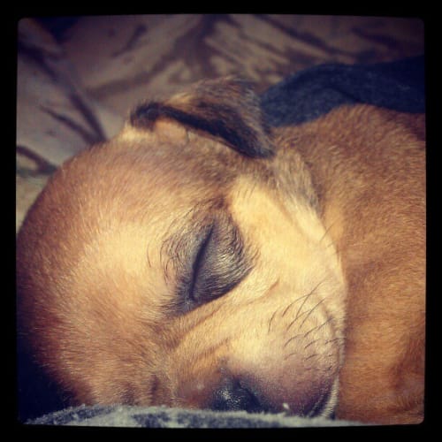 Jade - on hold pending adoption