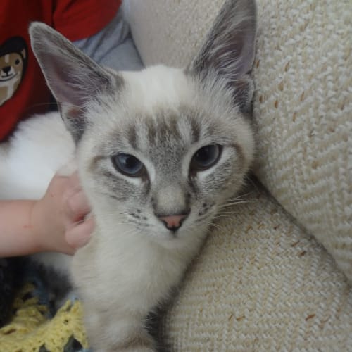 No photo for Remy (Birman X)