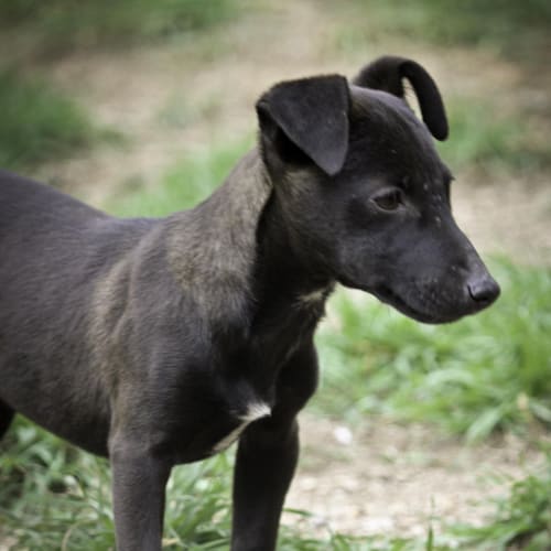 No photo for Cracker Jrt X Daschound