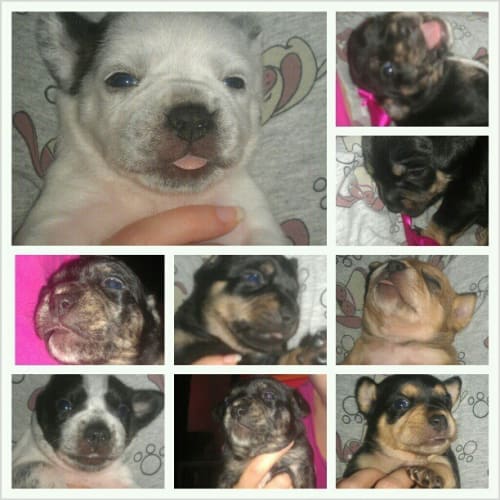 Tara - on hold adoption pending