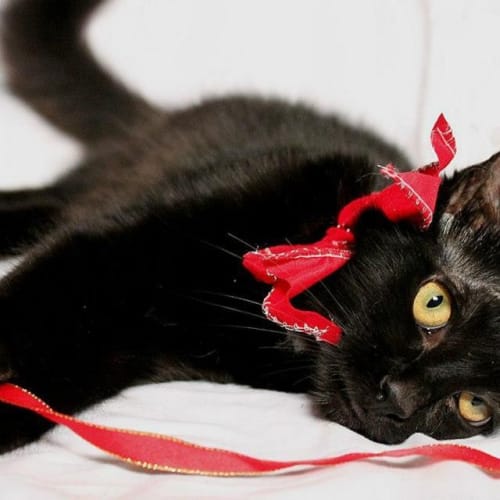 No photo for Pound Cats | Kovu