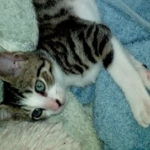 No photo for Rastus*On Trial With His New Family*