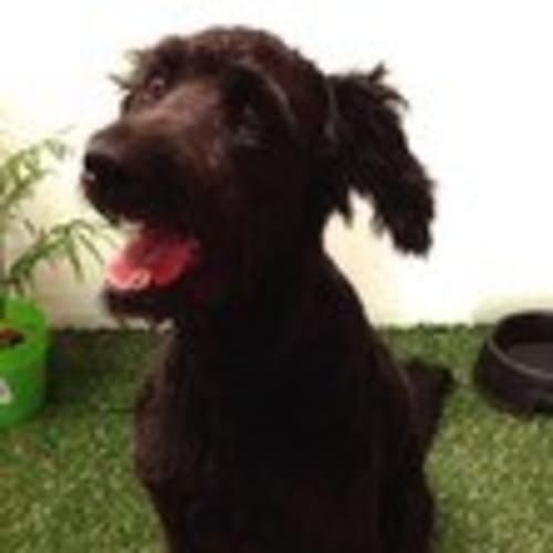 No photo for Delightful Daisy ... Big, Black(ish) And Beautiful