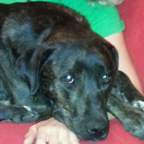 No photo for Bronson   Private Rehoming 