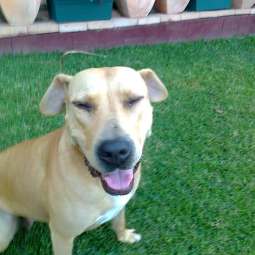 No photo for Lucky