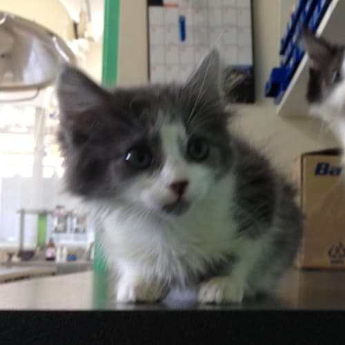 No photo for Quinten And Tim (Bonded Siblings)