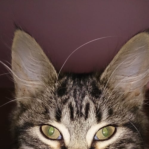 No photo for Spike