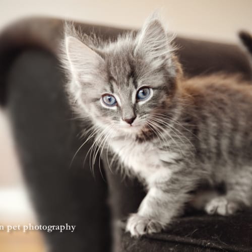 No photo for Cloud (Located In Templestowe)