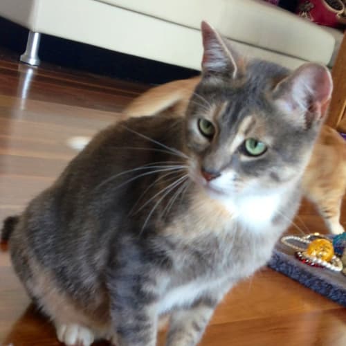 No photo for Pound Cats | Petal