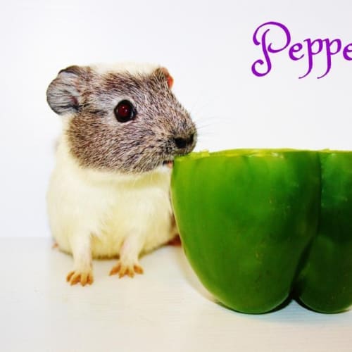 Pepper