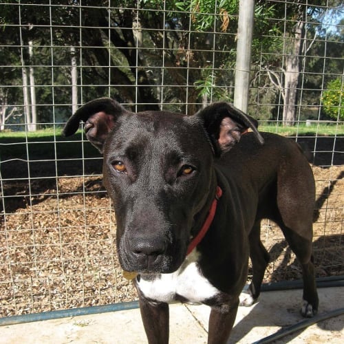 Bella (E976)