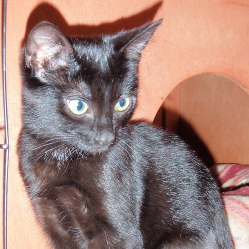 Tabitha (E975)