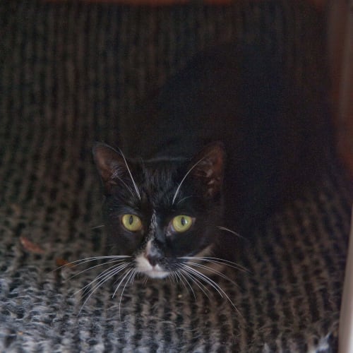 No photo for Domino Id14434. Little Adult Cat Needs You. 