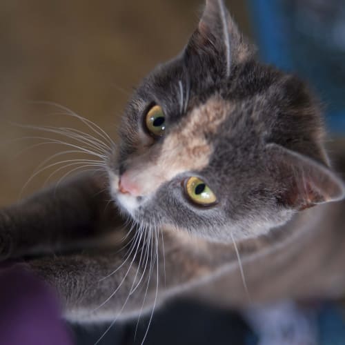 No photo for Pinki Id14418