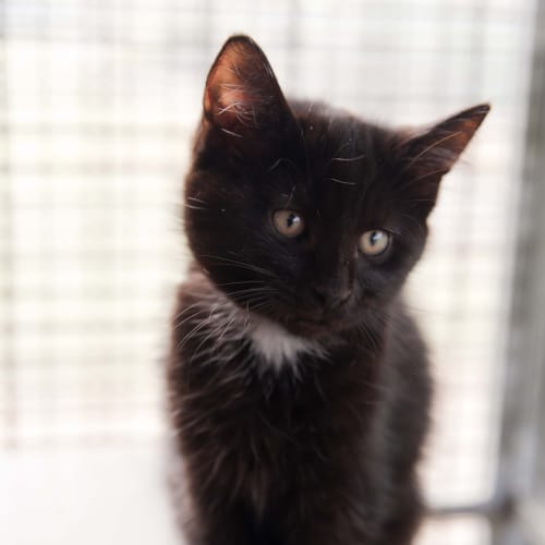 No photo for Holly Id13366. Pretty Poppet Waiting For A Home