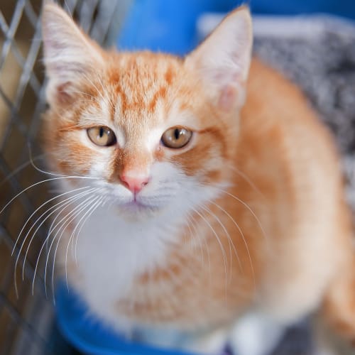 No photo for Ging Id13395