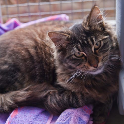 No photo for Little Tim Id14530. Luxurious Fluffy Coat. 